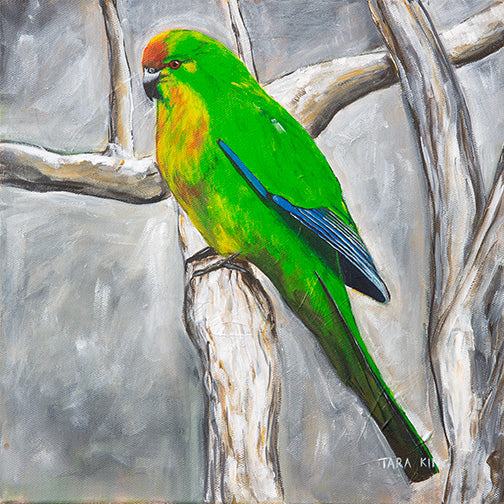 Chatham Island Red-crowned Parakeet - Fine Art Print