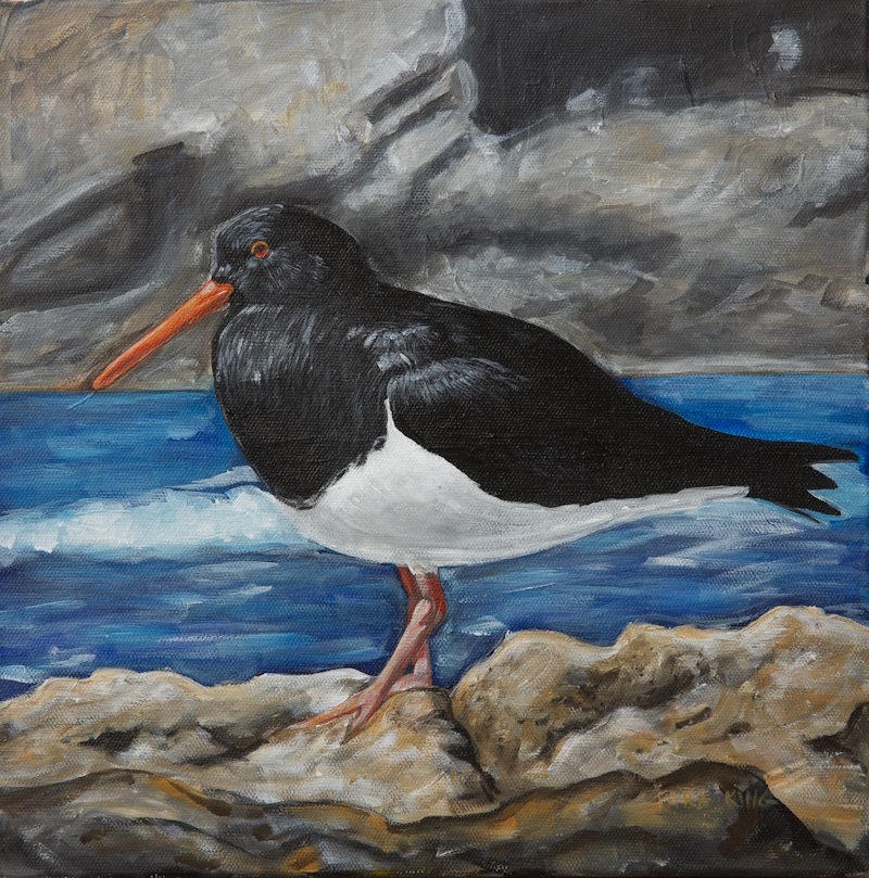 Chatham Island Oyster Catcher - Fine Art Print