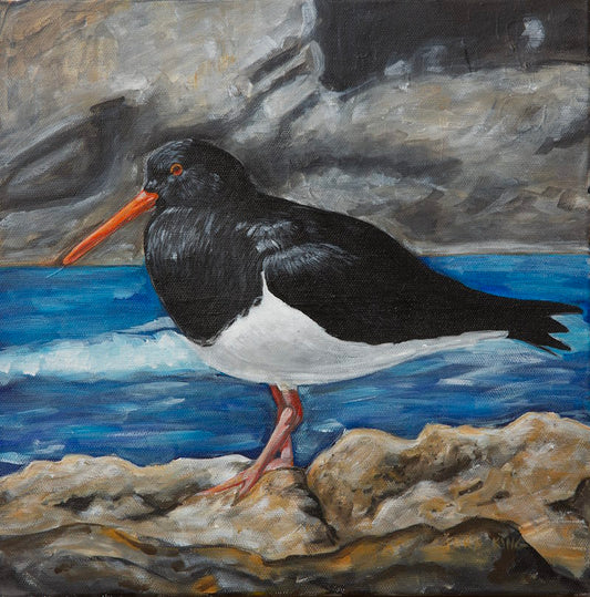 Chatham Island Oyster Catcher - Fine Art Print